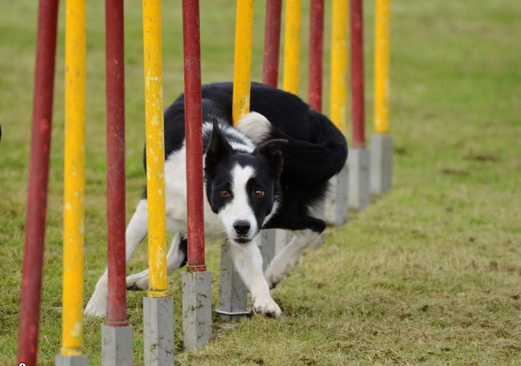 agility border collie