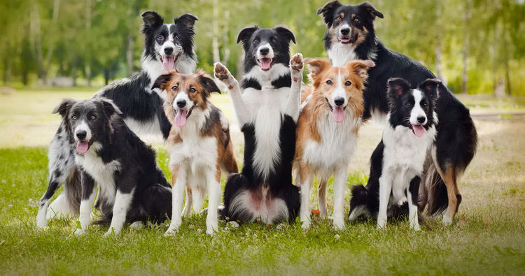 colores del Border collie