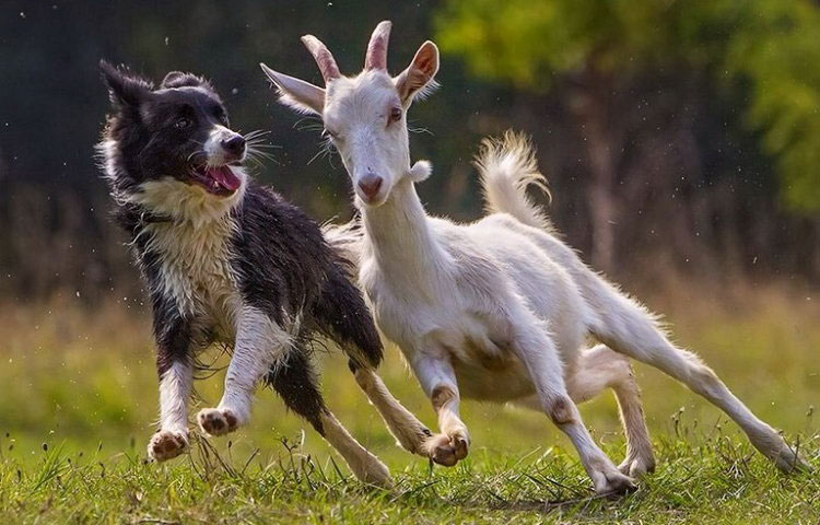 border collie pastor