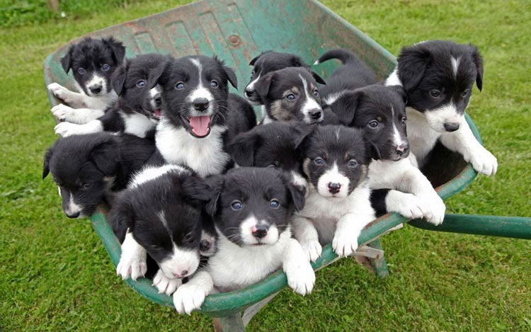 Comprar un border collie