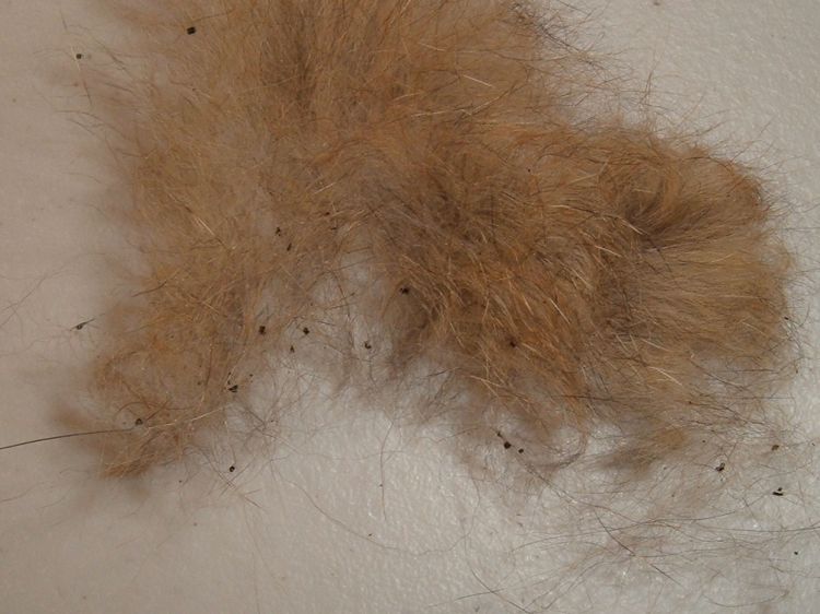 Puntos negros en el pelaje del gato