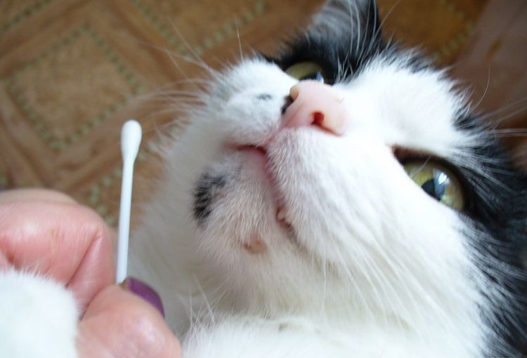 Tratamiento del mentón del gato