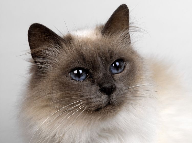 Hermoso gato con ojos azules