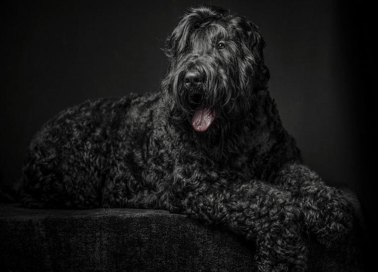 Terrier ruso negro de clase show