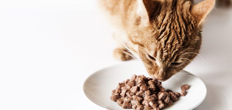 El gato come comida húmeda