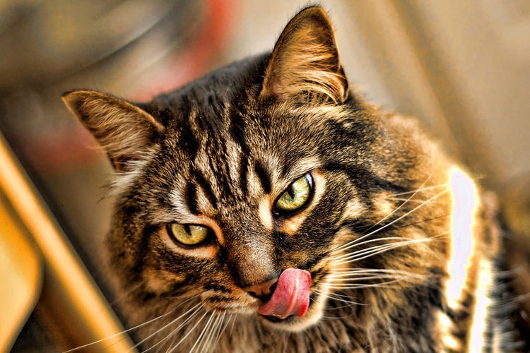 El gato se lame