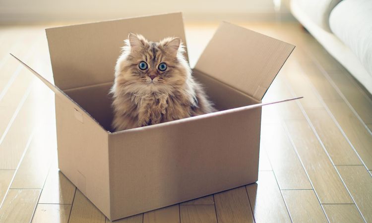 Gato en una caja