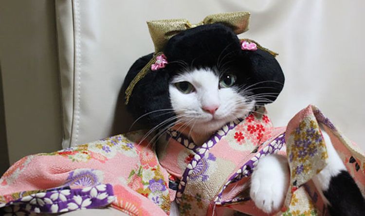 Gata con kimono y peluca