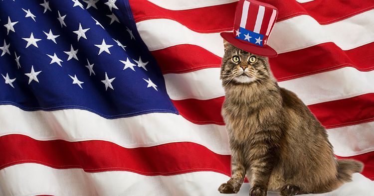 Gato con la bandera estadounidense de fondo