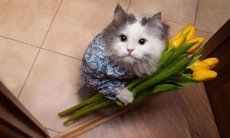 Gato con tulipanes