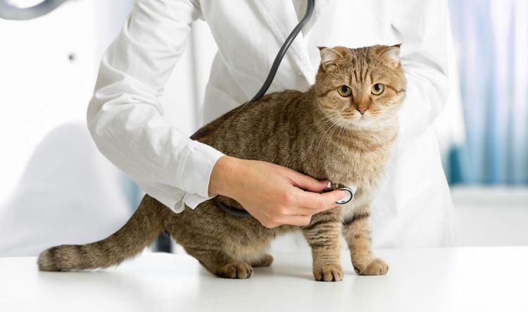 Gato en el veterinario