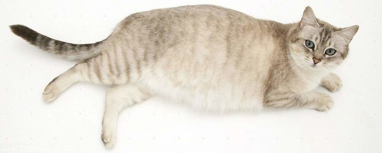 Gata embarazada