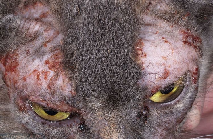 Alergia en el gato
