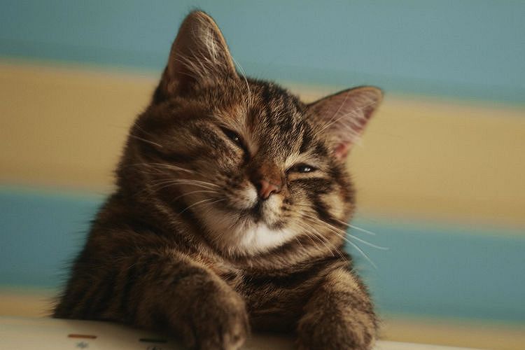 Gato contento