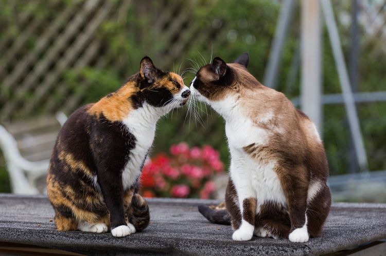 Dos gatos se huelen mutuamente