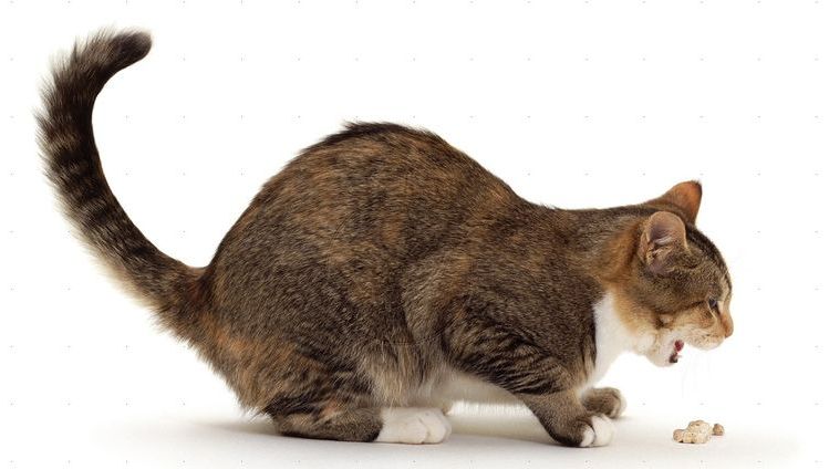 Vómito en el gato