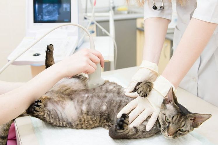 Ecografía abdominal a un Sphynx