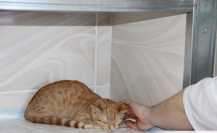 Gatito rojo en una caja