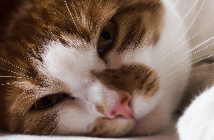 El gato está tumbado