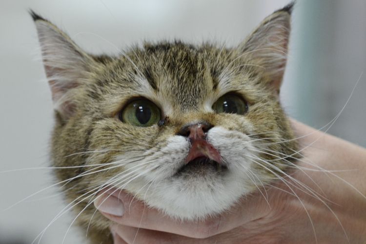 Úlcera eosinofílica en un gato