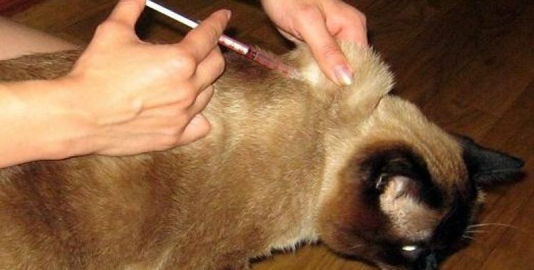 Inyección al gato