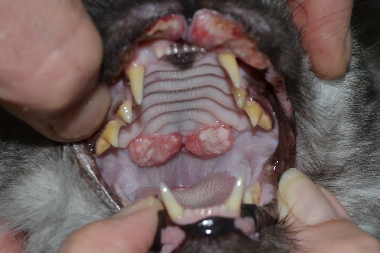 Granuloma eosinofílico en gato: estadio avanzado