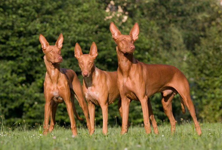 tres perros faraónicos