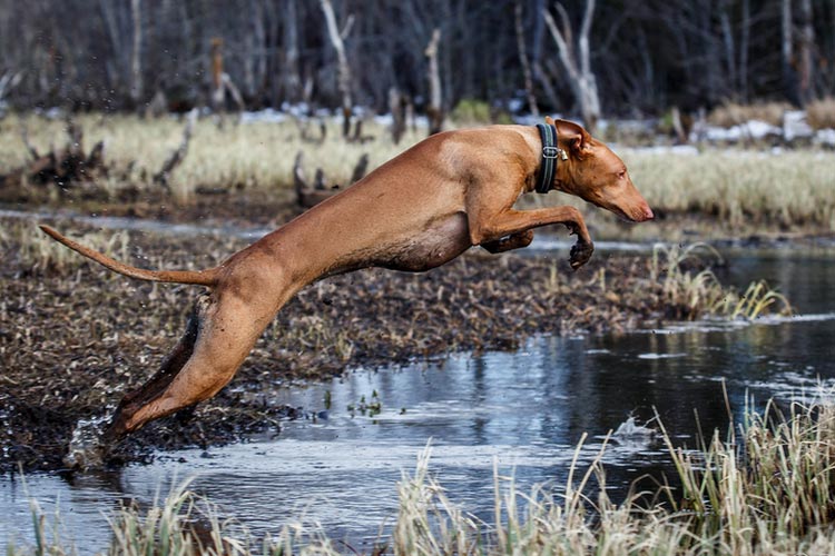 perro faraón saltando
