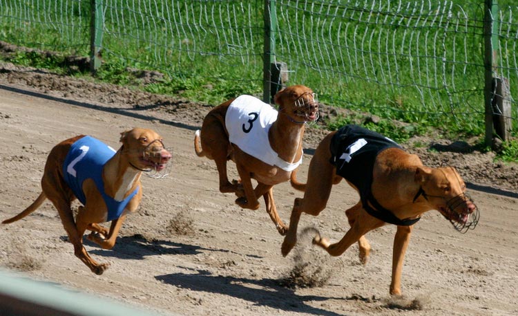 perros faraón en carreras