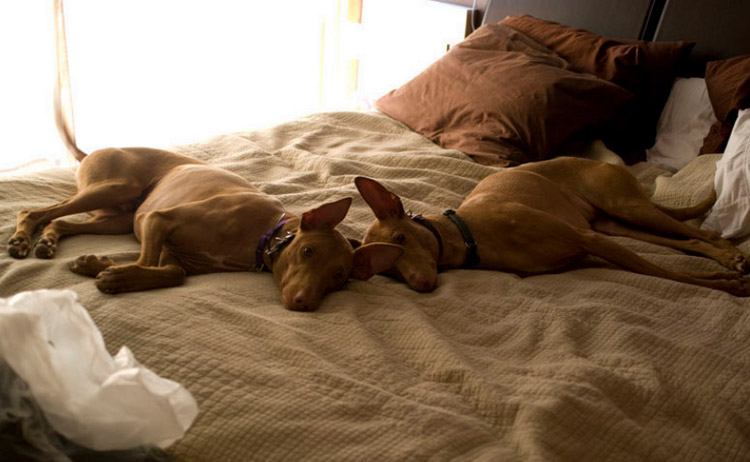 cuidado de los perros faraones