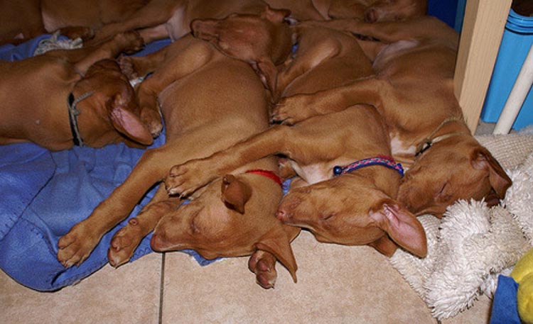 cachorros de faraón