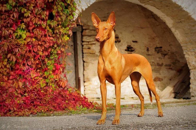 perro faraón show