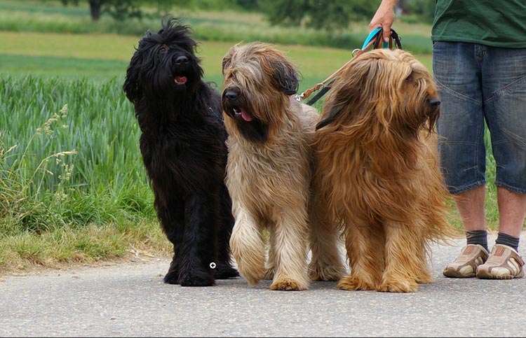 tres pastores de Brie