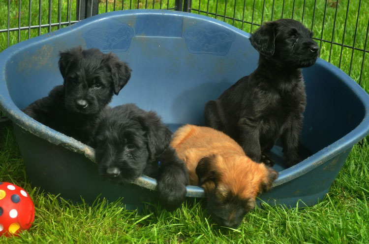 Cachorros de briard
