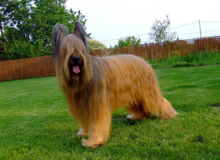 Pastor de Briard