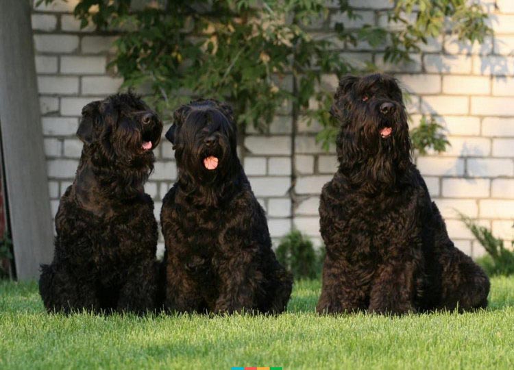 Terrier Negro Ruso