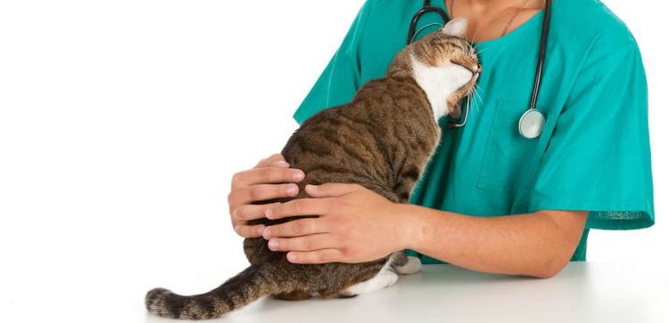El gato y el veterinario