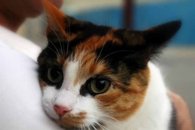 Gato tricolor