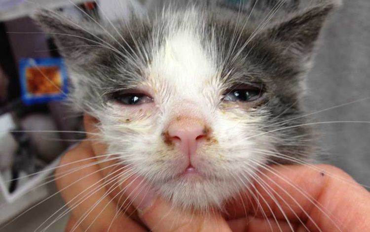 Herpes en el gatito