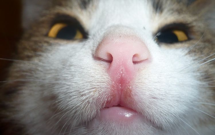 ¿Cómo es el herpes en los gatos?