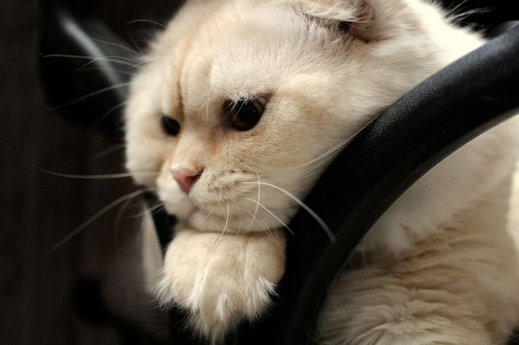 Gato blanco triste
