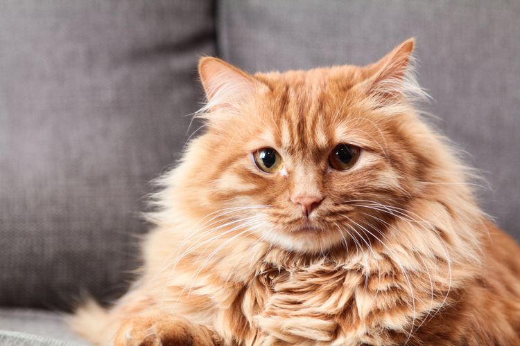 Gato peludo con ojos tristes