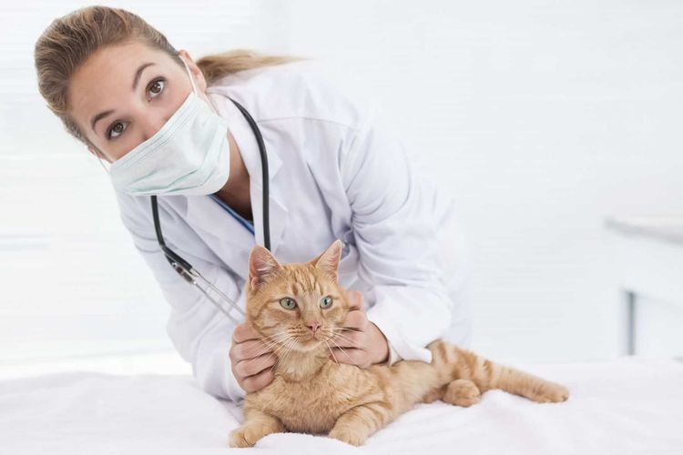 El veterinario examina al gato