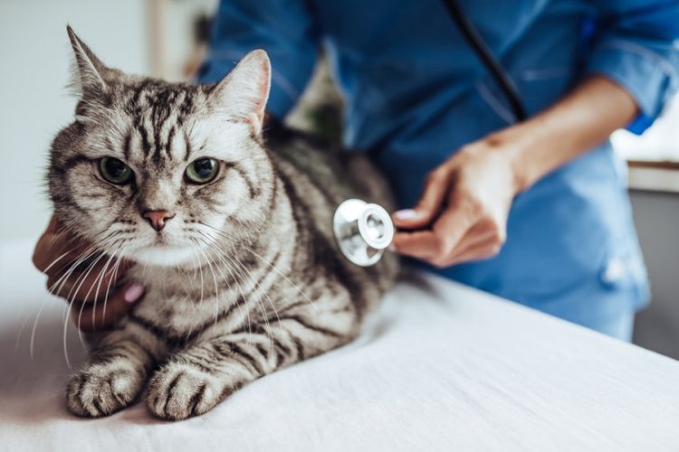 Gato en la consulta del veterinario