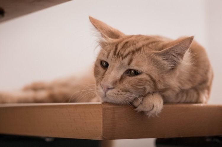 Gato rojo tumbado