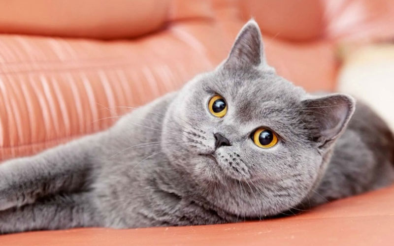 Infección por coronavirus en gatos y peritonitis