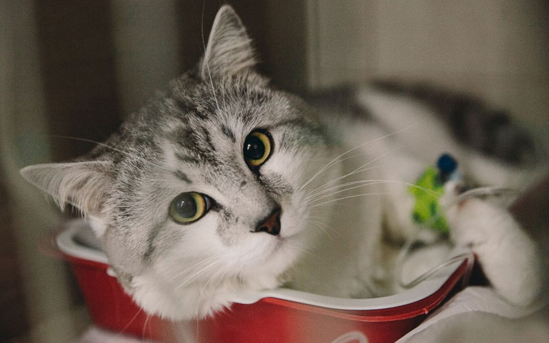 Tipos de peritonitis en gatos