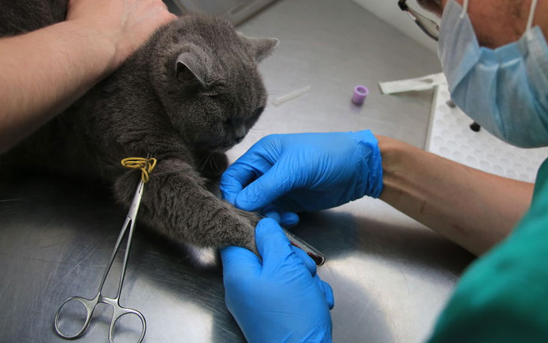 Diagnóstico y tratamiento de la peritonitis en gatos