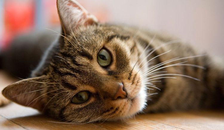 El gato está tumbado