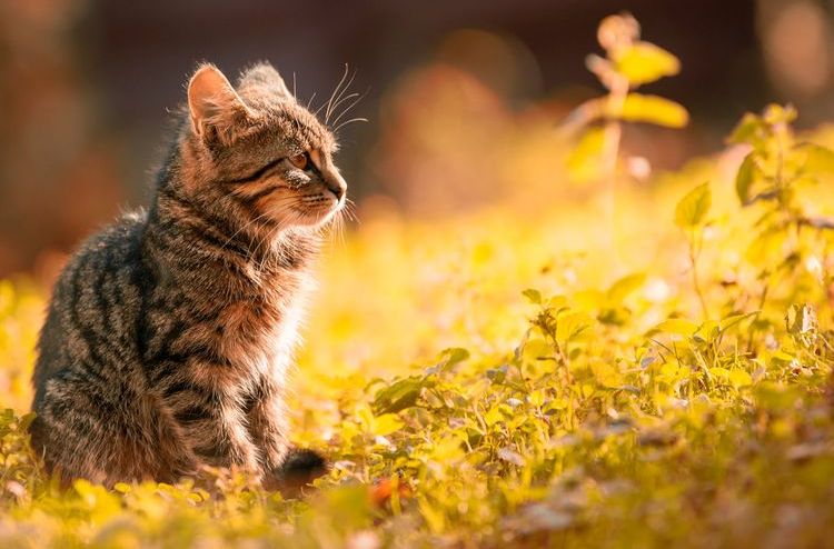 Gatito en la hierba